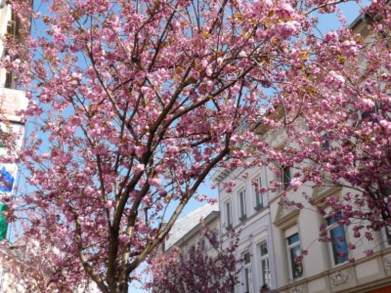 Kirschblüte in der Bonner Altstadt