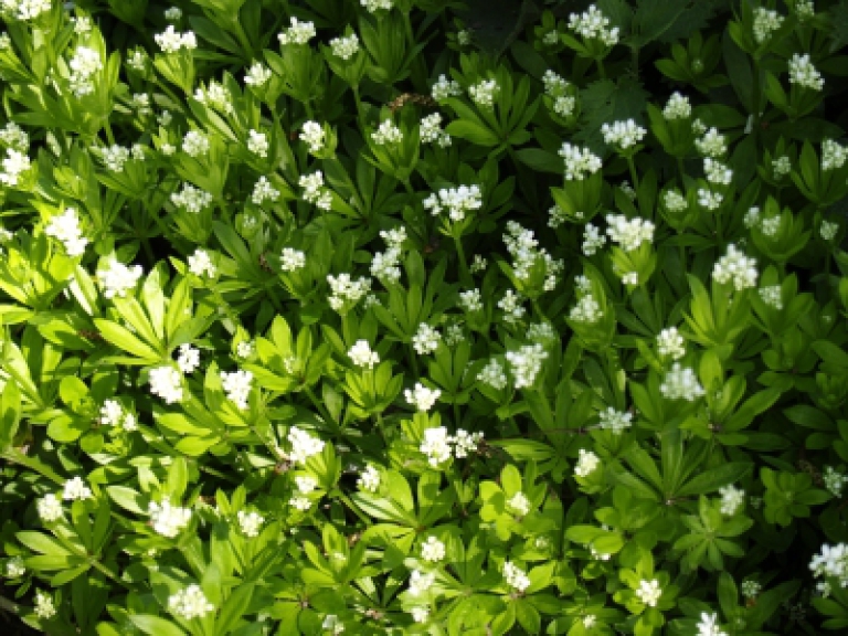 Waldmeister